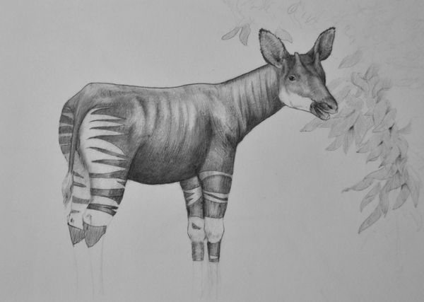 Pencil drawing of a non-anthro okapi near a leafy tree.